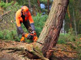 How Our Tree Care Process Works  in Riverwoods, IL